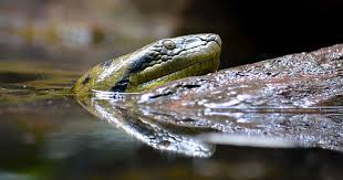 Il Peut Mesurer 8 Metres Et Terrifie L Amazonie Voici Le Plus Grand Serpent Du Monde
