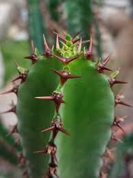 Image result for Euphorbia confinalis