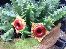 These appellations come from the characteristics of its long and thin cylindrical stems with not very marked, rectilinear and tight ribs. Rattail Cactus Buy It Now