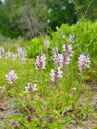 Image result for Sebaea sedoides