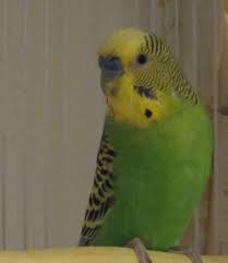 Check spelling or type a new query. Tips For Caring For Your First Pet Budgie Parakeet Pethelpful