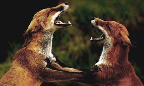 A fox might also feast on your fruits and vegetables. Keep Chicken Safe From Foxes