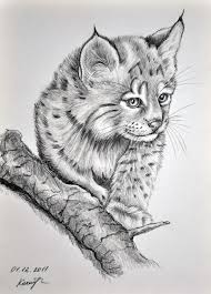 Kartiny Grafika Pencil Drawings Of Animals Grayscale Coloring Pyrography Patterns