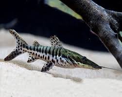 Baby Tiger Shovelnose Catfish Freshwater Fish Tropical Fish Fish Tank Coolest Freshwater Fish Pet Shop Aquarium Aquarium Catfish Aquarium Fish Freshwater Fish