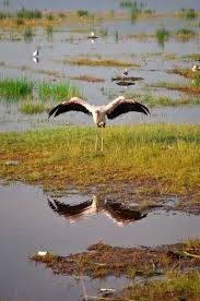 Most travelers only venture here on their. Der Baringo See In Kenia Kenia Safari