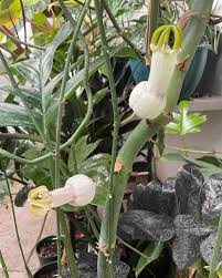 Image result for Ceropegia pygmaea