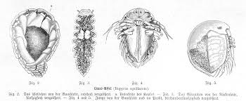 Image result for Osyridicarpos