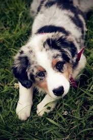 Pin By Ala Grzeszek On Australian Shepherd Animals Cute Animals Shepherd Puppies
