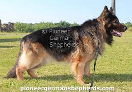 To breed shepherds is to breed working dogs. what follows is the standard of the world union of german shepherd dogs (wusv) that was established under the auspices of the sv. German Shepherd Puppies For Sale In Michigan Under 200 The Y Guide