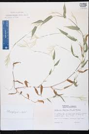 Image result for Arthraxon hispidus