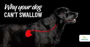 For this reason, the most common signs include regurgitation of. Congenital Megaesophagus In Dogs Dogs Naturally