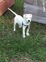 Litter Of 5 Dogo Argentino Puppies For Sale In Richlands Nc Adn 44110 On Puppyfinder Com Gender Female Ag Puppies For Sale Scary Dogs Cute Dogs And Puppies