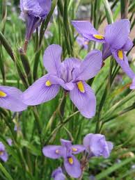 Image result for Polystachya villosa