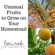 35 exotic fruits you should try at least once. Unusual Fruits To Grow On Your Homestead A Home Made From Scratch