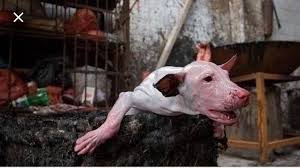 Kampanya Cindeki Yulin Kopek Festivaline Hepbirlikte Dur Diyelim Change Org