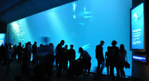 What is open in bay area. Aquariums In The Sf Bay Area 6 Top Finds For Marine Life