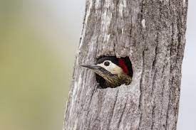 Since most of them don't migrate you can hope to attract woodpeckers all year round, especially in summer when they bring their babies to your feeders. How To Attract Woodpeckers To Your Garden Happy Beaks Blog