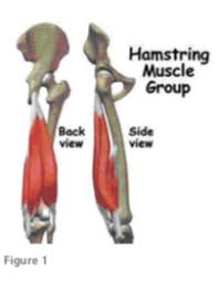 The name gets its origin from its structure which is often conjoined or continuous. Hamstring Origin Tendinopathy Sports Clinic Nq