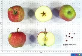 Experience lifelike artificial fruit trees at alibaba.com, ideal for decorating indoors and outdoors. Stark