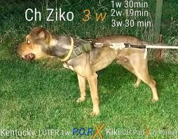 Maybe you would like to learn more about one of these? Pedigree Database Sacha Knl S Kentucky S Ziko
