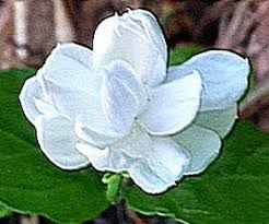 Layering or the use of cuttings. Jasmine Propagation How To Grow Jasmine From Cuttings