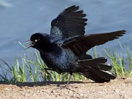 Black Bird With Long Tail Feathers In Texas Great Tailed Grackle Grackle Bird Life List Black Bird