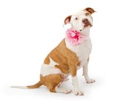 Primeyard baldur of leash candy bullies. Plenty Of Pit Bulls Pit Bull Rescue Advocacy Education And Community Building