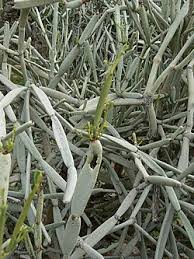 Image result for Cissus nigropilosa