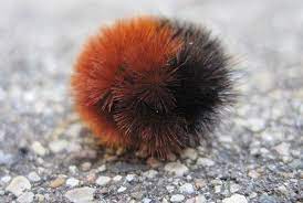 Pin On Our Segmented Friends The Insects Spiders