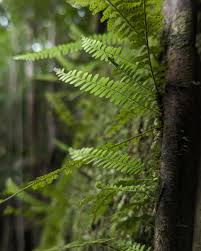 Image result for Arthropteris