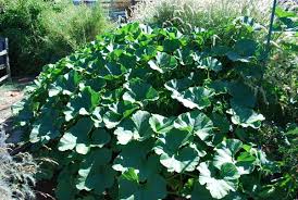 Carefully arrange the plant in the hole and fill in with soil. Winter Squash Varieties Types Of Winter Squash Heirloom Squash Varieties