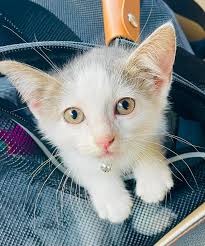 Momma & Friends Rescue