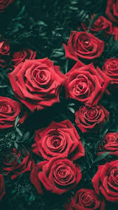 Red Roses Red Roses Flower Iphone Wallpaper Rose Wallpaper Red Flower Wallpaper