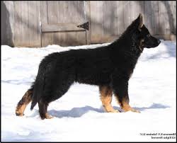 We are a german shepherd breeder and trainer of superior european german shepherd dogs. German Shepherd Puppies For Sale In Mn Petsidi