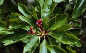 Image result for Lauraceae