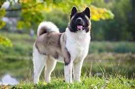 Akita Dog Breed Information