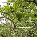 Image result for Strychnos innocua