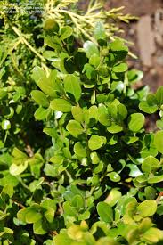 Neither the flowers nor the fruit are. Plantfiles Pictures Buxus Littleleaf Boxwood Japanese Boxwood Winter Gem Buxus Microphylla By Growin