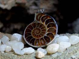 Maybe you would like to learn more about one of these? 4 Manfaat Kol Buntet Laut Asli Bagi Kehidupan Manusia Manfaat Co Id