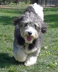 Australian Shepherd Poodle Mix Black And White Australian Shephard Poodle Mix Poodle Mix Breeds Poodle Mix Dog Love