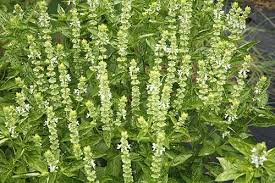 Basil, Sweet (Ocimum basilicum) organically grown flower seeds. Floral  Encounters.