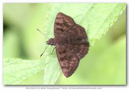 Image result for Indigofera dimidiata