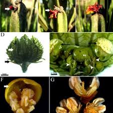 Image result for Monadenium filiforme