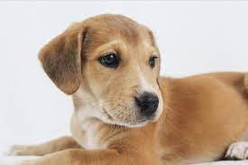 Puppy Haven Rescue We Are A Non Profit Dog Rescue Located In Tulsa Oklahoma We Rescue All Dog Breeds Of Every Age And Find Puppies Rescue Dogs Dog Breeds