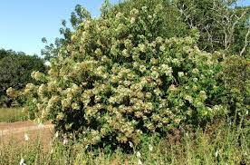 Image result for Acacia kirkii