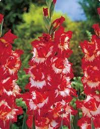 Gladioli Shu Gladiolus From Van Bloem Gardens Gladiolus Flower Gladiolus Pretty Flowers Pictures