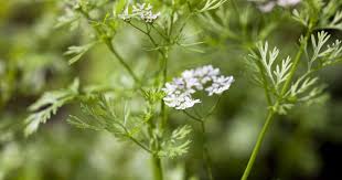 Image result for Coriandrum