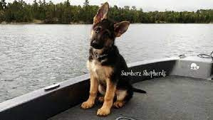 Lancaster puppies advertises puppies for sale in pa, as well as ohio, indiana, new york and other states. We Are An Akc Minnesota German Shepherd Breeder Centrally Located In Brainerd Producing German Puppies German Shepherd German Shepherd German Shepherd Puppies