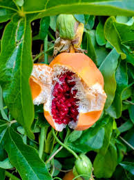 Image result for Passiflora caerulea