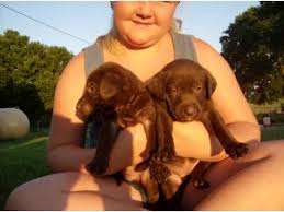 Chocolate lab puppies for sale craigslist indiana. Labrador Retriever Puppies In Indiana